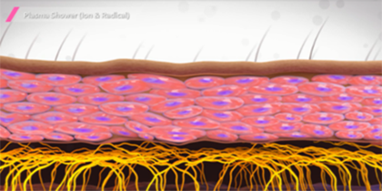 一定期間が経過すると、細胞壁が復元します。