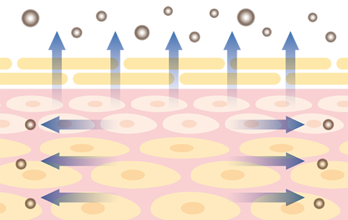 メラニン色素を排出・分解