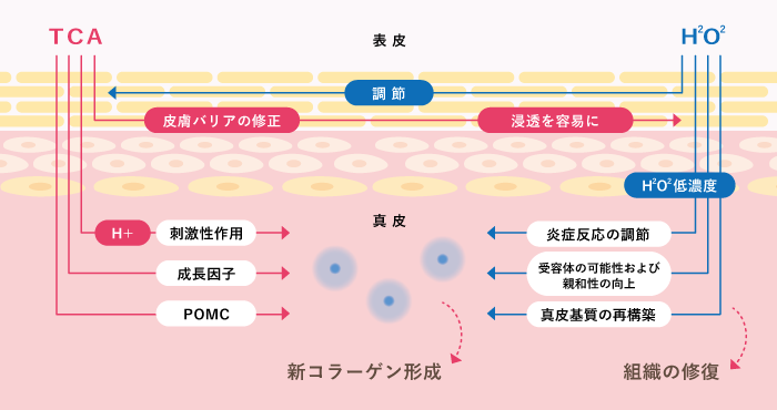 マッサージピール・コラーゲンピールで期待できる効果